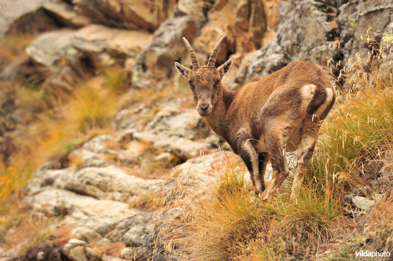 Steenbok in de Italiaanse Alpen