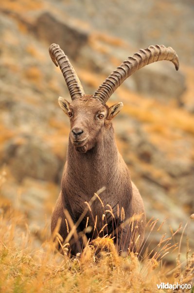 Mannetje Steenbok