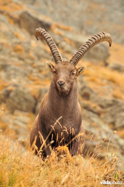 Mannetje Steenbok