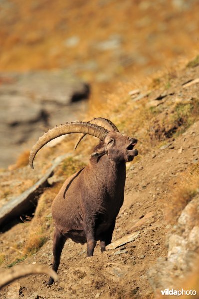 Steenbok op helling