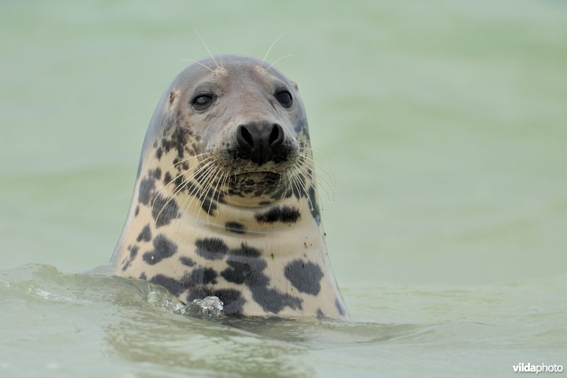 Grijze zeehond in zee