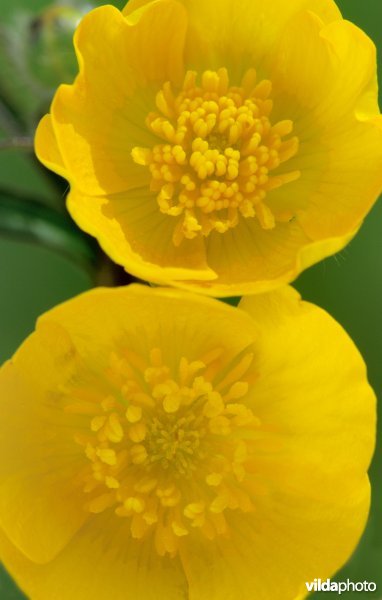 Twee boterbloemen