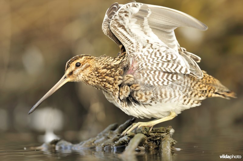 Watersnip strekt vleugels