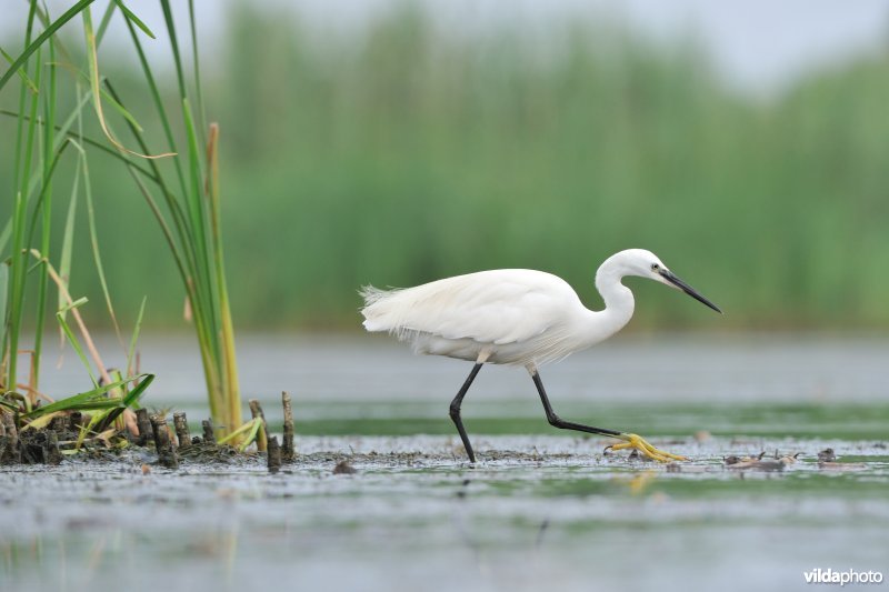 Kleine zilverreiger