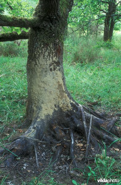 Schuurboom van Everzwijnen