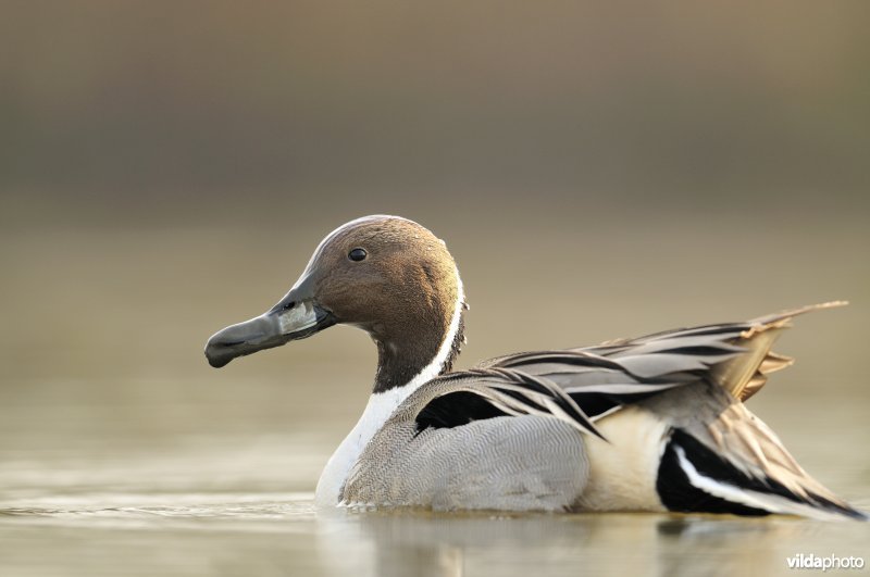 Pijlstaart met slijk aan de snavel