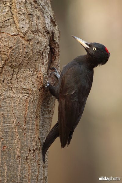 Vrouwtje Zwarte specht bij slaaphol