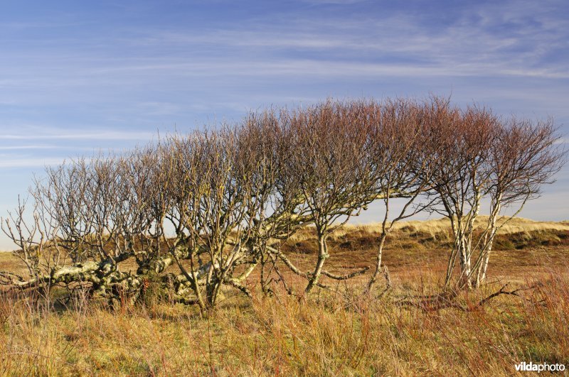 Geschoren berken in de duinen