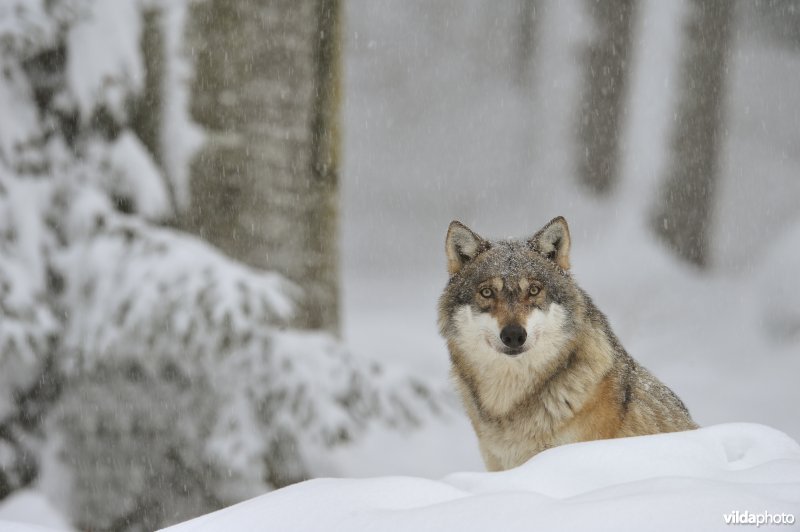 Wolf