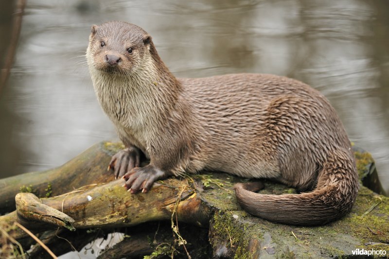 Otter