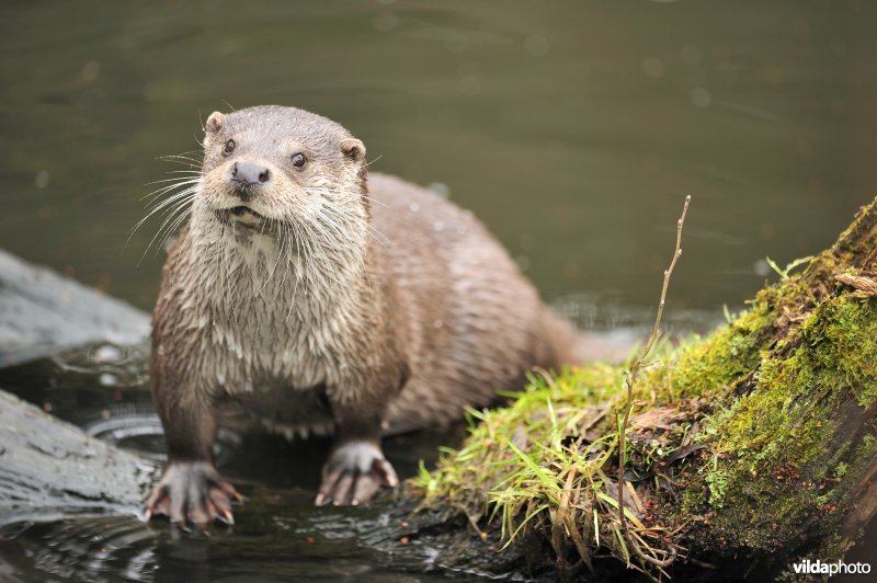 Otter