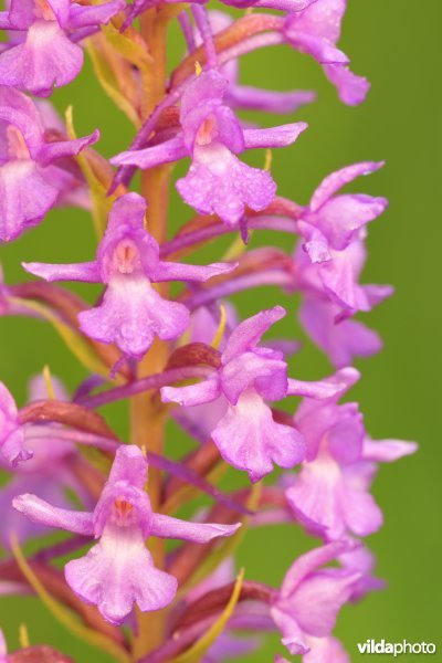 Grote muggenorchis