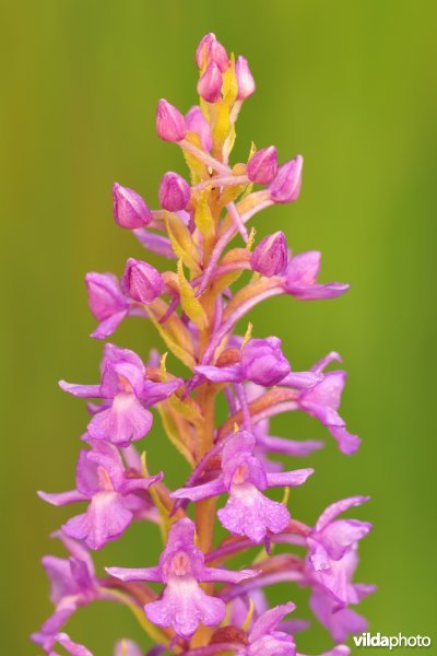 Grote muggenorchis