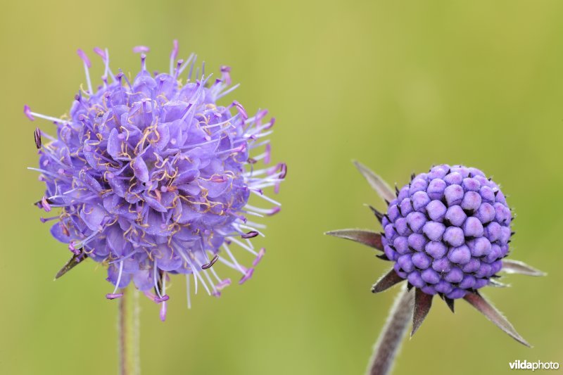 Blauwe knoop