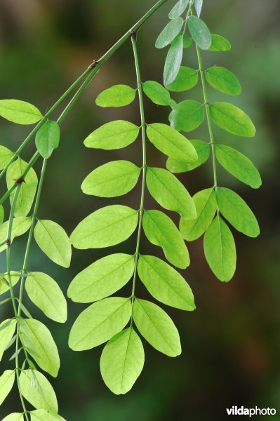 Robinia