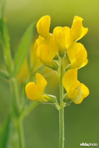 Veldlathyrus