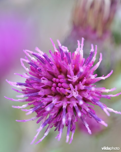 Bloem van Kale jonker