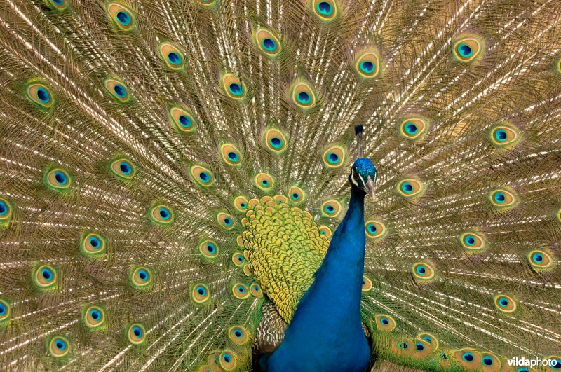 Een pauwenman wil indruk maken