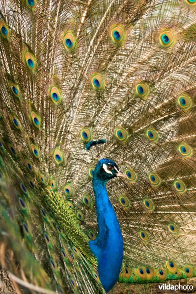 Een pauwenman wil indruk maken