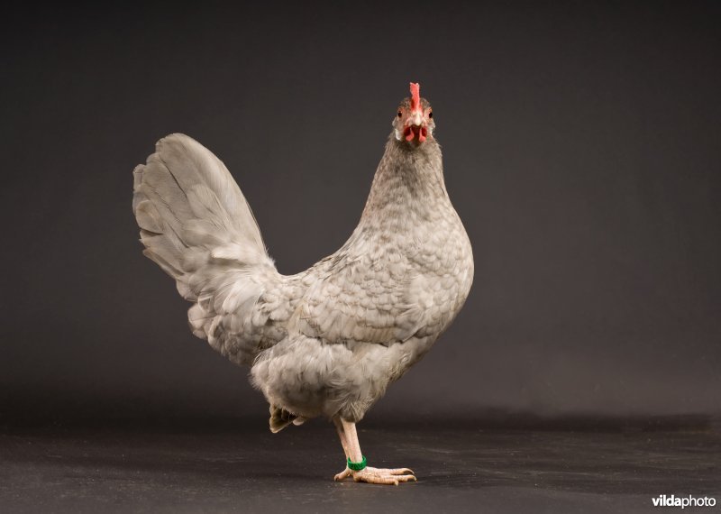 Hollandse kriel haan