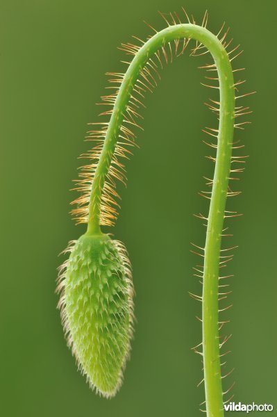 Bloemknop van klaproos