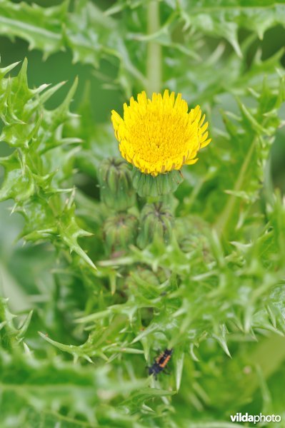 Gekroesde melkdistel