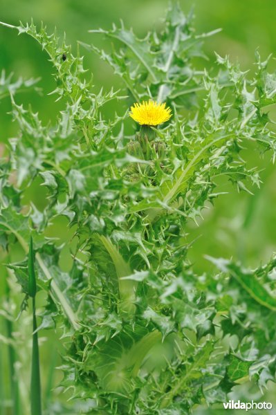 Gekroesde melkdistel