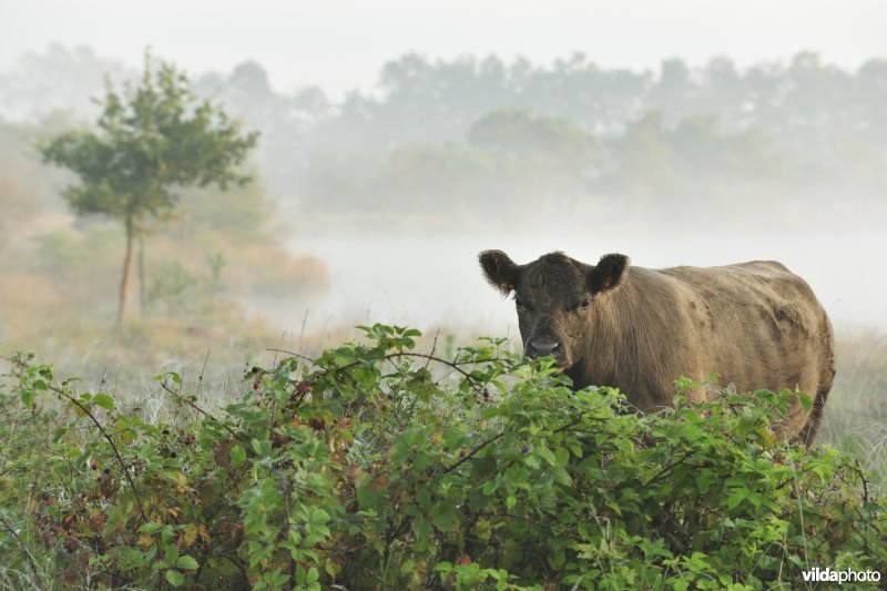 Galloways aan het Zwartwaterven