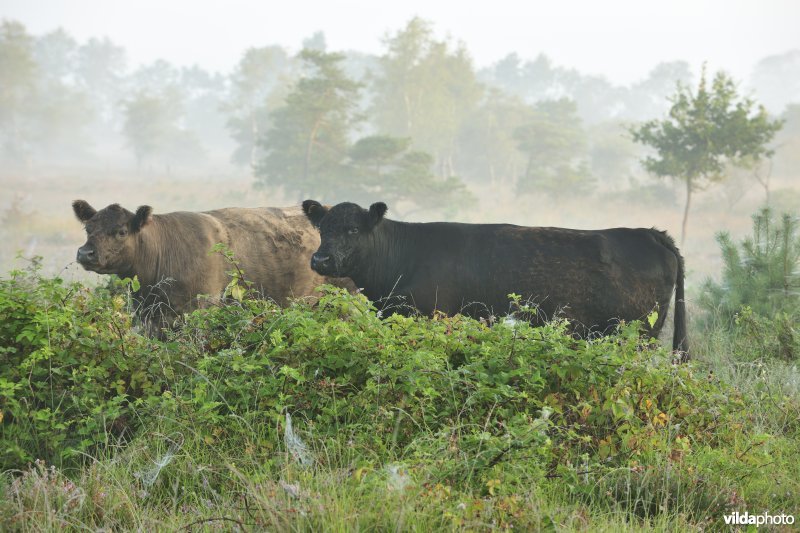 Galloways aan het Zwartwaterven