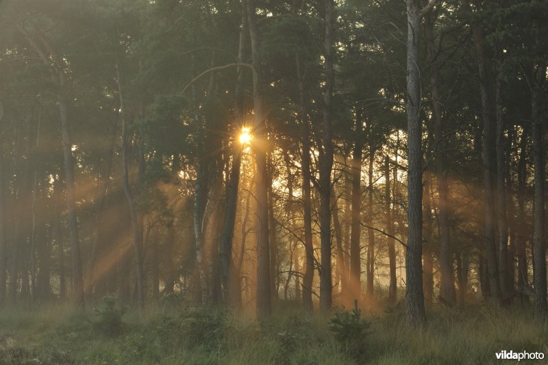 Zwartwaterven in Turnhout