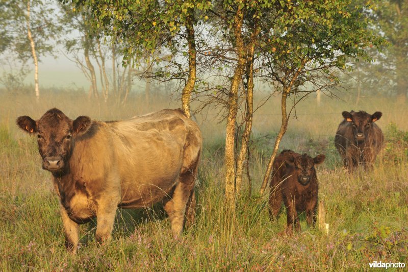 Galloways aan het Zwartwaterven