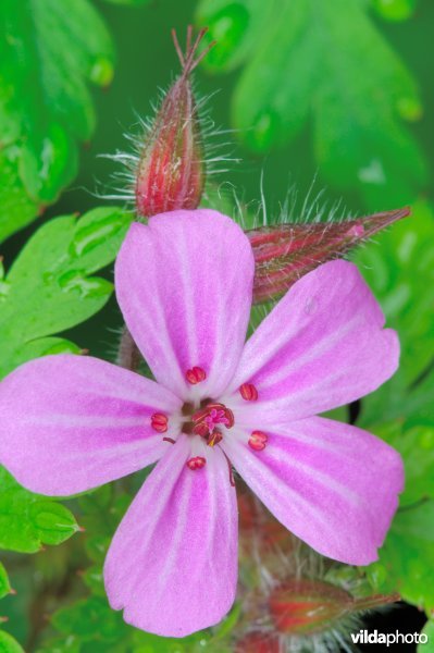 Bloempje van robertskruid