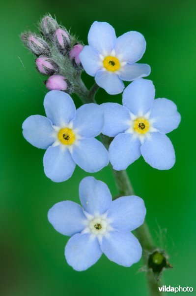 Bloemtrosje van bosvergeet-me-nietje