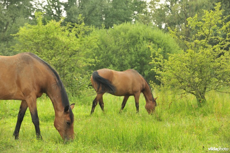 Wastinevorming door paardenbegrazing