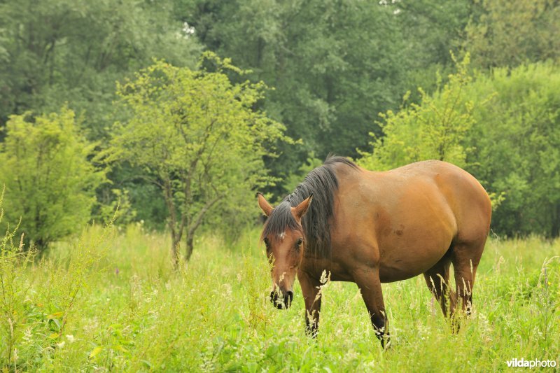 Wastinevorming door paardenbegrazing