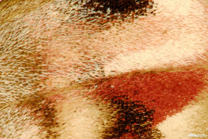 Vleugeldetail van windepijlstaart