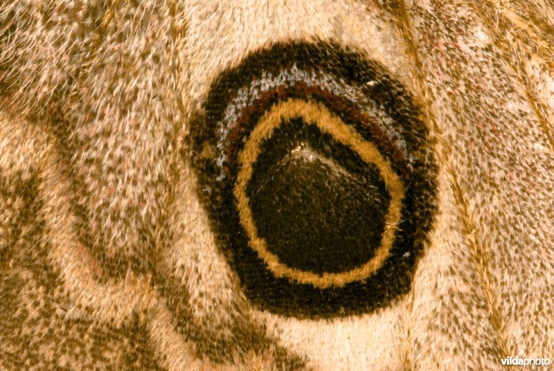 Vleugeldetail van nachtpauwoog