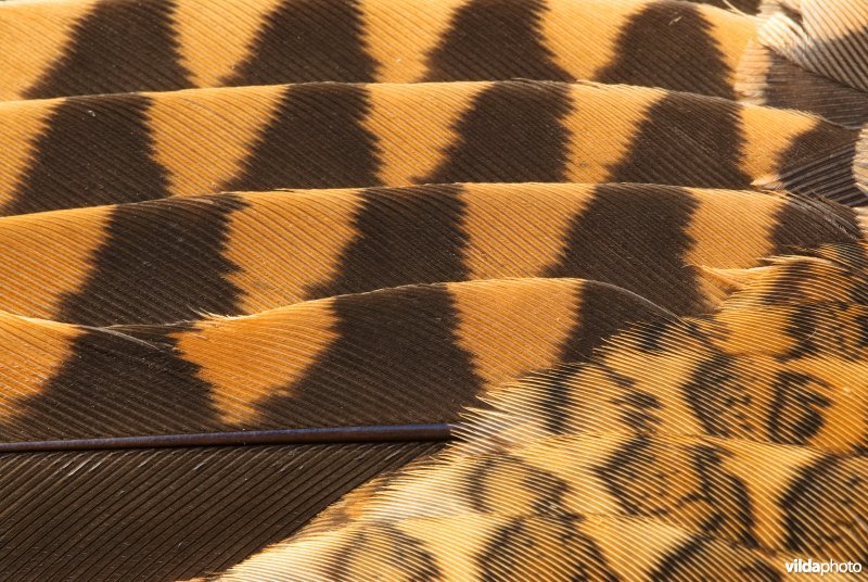 Camouflagepatroon