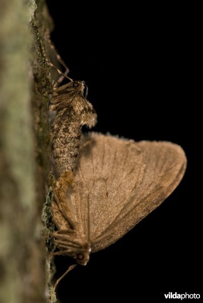 Kleine wintervlinder