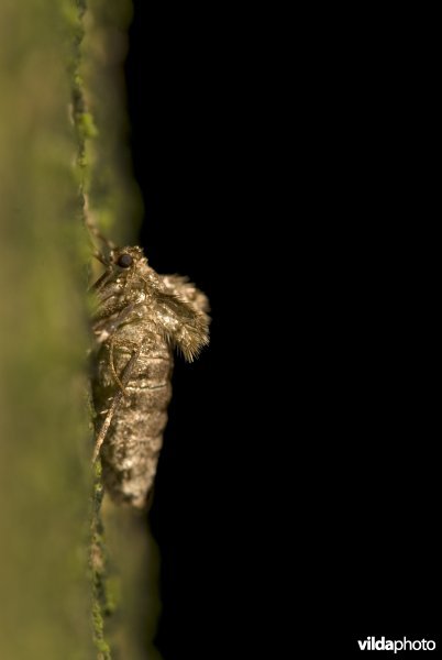 Kleine wintervlinder