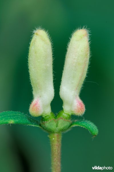 Bloemknoppen van rode kamperfoelie