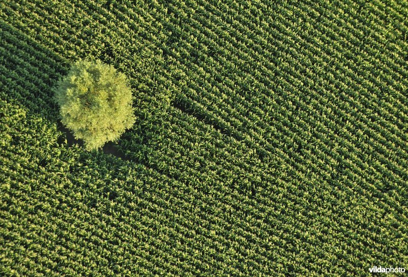 Wilg in maïsveld