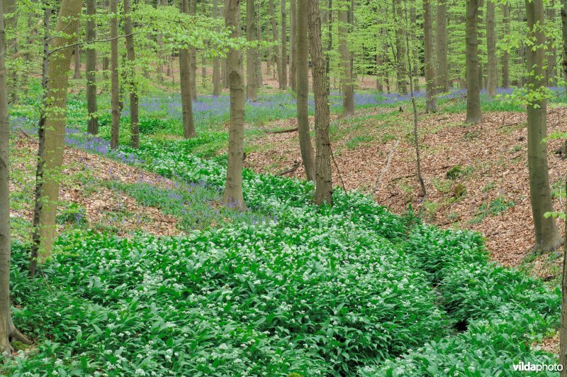 Hallerbos