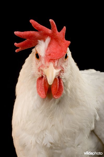 Portret van Witte Leghorn kip