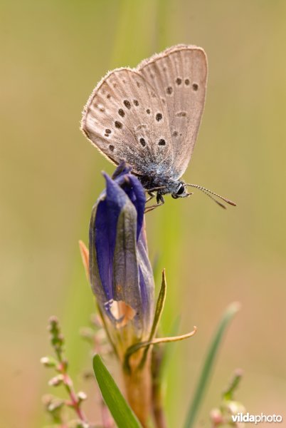 Vrouwtje gentiaanblauwtje zet eitjes af