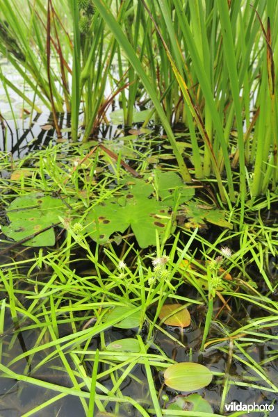 Kleinste egelskop in biotoop