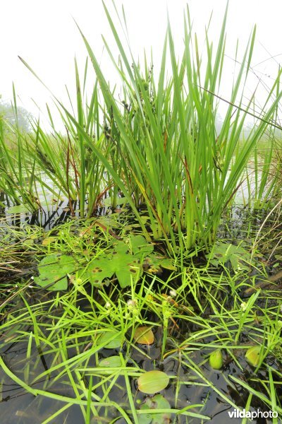 Kleinste egelskop in biotoop