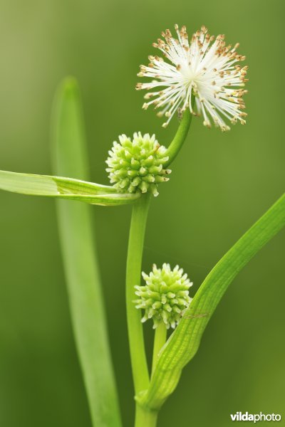 Kleinste egelskop
