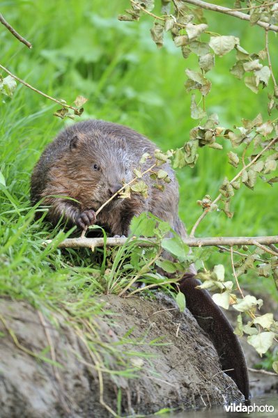 Bever