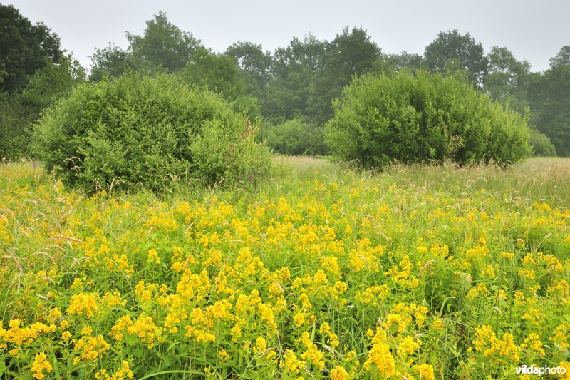 Natte hooilanden in de Zwarte beekvallei